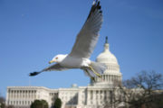 A ring-billed gull flying in front of the Capital