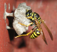 Polistes dominulus building nest in California