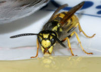 Wasp drinking syrup