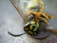 The wasp's fine hairs are visible in this photograph.