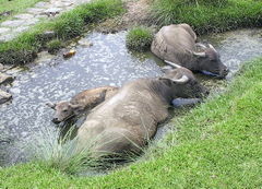 A family of Water Buffalo bathing in a sinkhole, Taiwan