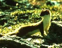 Long-tailed Weasel