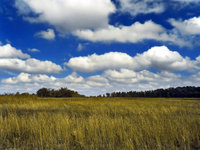 Fair weather Cumulus clouds