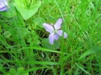 A common weed flower