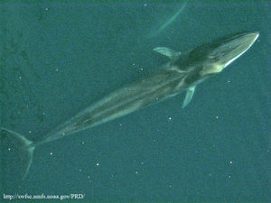 A Fin whale