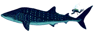 A size comparison of a whale shark and a human.