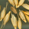 Spikelets of a hulled wheat, einkorn