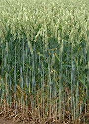 Wheat is the most produced cereal crop