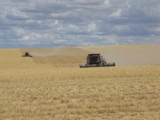 Combining wheat in Washington.