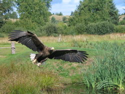 White-tailed Eagle in flight