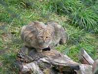 European Wild Cat