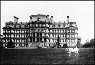 President Taft's cow, Pauline, poses in front of the Old Executive Office Building.
