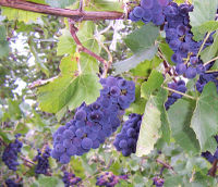 Dark purple wine grapes on the vine