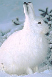 The Snowshoe Hare is one animal that changes color in winter