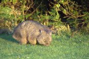 Wombat grazing at dusk in Narawntapu National Park, Tasmania. Tasmania's cooler climate makes all its creatures furrier than their cousins in mainland Australia.