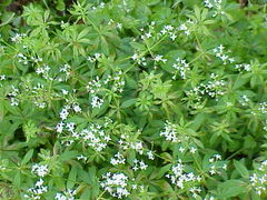 Woodruff plant in flower