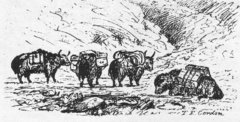 Yaks were important caravan animals, replacing camels in mountainous country