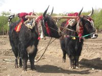 In Tibet, yaks are decorated and honored by the families they are part of. Buddhism encourages respect for animals.