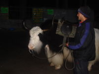 In Manali, India, Yaks are used for transport in the mountainous region.