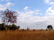 A Zambian field.