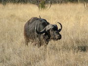 An African Buffalo Bull.