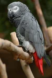 Congo African Grey Parrot Psittacus erithacus erithacus