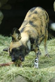 An African Wild Dog gnawing on a bone