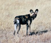 African Wild Dog seen in Kalahari National Park, Botswana