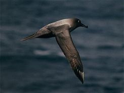 Light-mantled Sooty Albatrosses regularly dive in order to feed and can dive to below 12m.