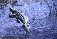 American Alligator