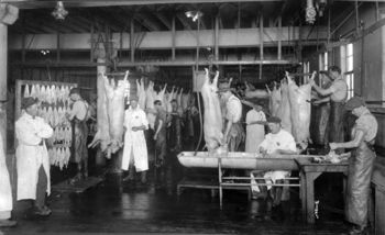 This interior view of a slaughterhouse shows men working with pork carcasses and viscera sometime between 1910 and 1930.