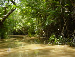 River in the Brazilian Amazon Rainforest