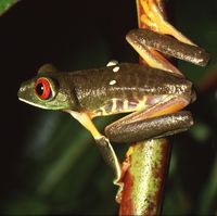 Deforestation in the Amazon Rainforest threatens many species of tree frogs, which are very sensitive to environmental changes (pictured: Red-eyed Tree Frog)