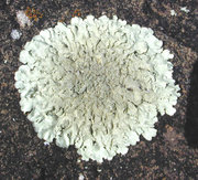More than 200 species of lichens are known in Antarctica.