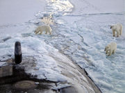 The Arctic Ocean is used by both marine mammals and nuclear submarines.