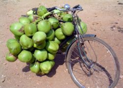 A bicycle loaded with tender coconut for sale. Karnataka, India