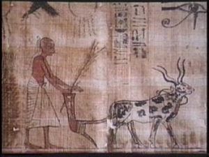 An Egyptian farmer using a plough drawn by domesticated animals, two developments in agriculture that started the Neolithic Revolution and led to the first civilizations.