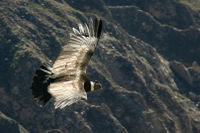 The Condor in flight