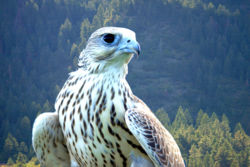Yeti, a hybrid white gyrfalcon × saker falcon