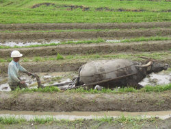 Farming, ploughing rice paddy, in Indonesia.