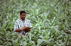 An agricultural scientist records corn growth