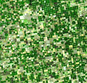 Satellite image of circular crop fields characteristic of center pivot irrigation in Haskell County, Kansas in late June 2001. Healthy, growing crops are green. Corn would be growing into leafy stalks by then. Sorghum, which resembles corn, grows more slowly and would be much smaller and therefore, possibly paler. Wheat is a brilliant gold as harvest occurs in June. Fields of brown have been recently harvested and plowed under or lie fallow for the year.