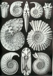 A variety of ammonite forms, from Ernst Haeckel's 1899 Kunstformen der Natur (Artforms of Nature)