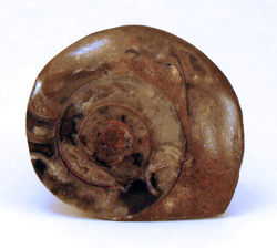 Fossilized ammonite from Morocco