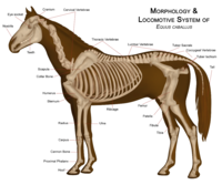 Morphology and Locomotive System of a Horse