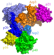 Atomic structure of bovine Arp2/3 complex [1] (PDB code: 1k8k). Color coding for subunits: Arp3, orange; Arp2, marine (subunits 1 & 2 not resolved and thus not shown); p40, green; p34, ice blue; p20, dark blue; p21, magenta; p16, yellow.