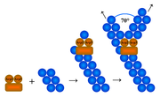 Barbed end branching model of the Arp2/3 complex. Activated Arp2/3 competes with capping proteins to bind to the barbed end of an actin filament. Arp2 remains bound to the mother filament, while Arp3 is outside. The two Arp subunits form the first subunits of each branch and the two branches continue to grow by addition of G-actin to each Arp