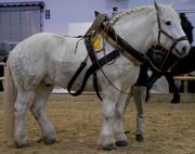 A Percheron draft horse