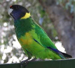 Australian Ringneck (intermediate between B. Z. zonarius and B. Z. semitorquatus) near Augusta, Western Australia