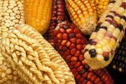 Unusual and wild strains of maize are collected to increase the crop diversity when selectively breeding domestic corn.